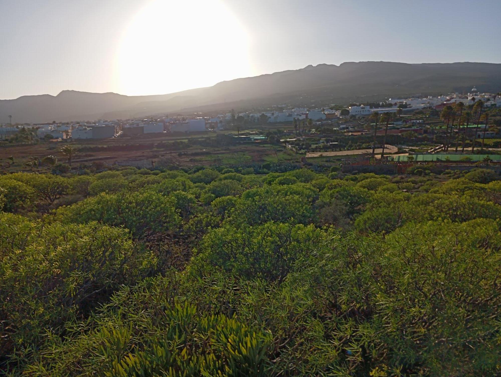 Casa Grande Finca El Calabres Agüimes Dış mekan fotoğraf
